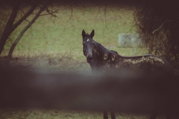 Horse in Sparks, MD 21152