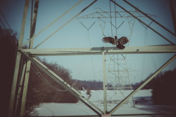 Turkey Vulture Horaltic Pose Eldersburg, MD 21784