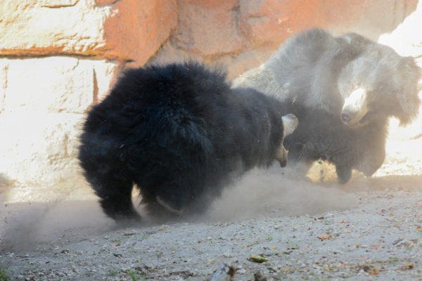 Zoo Miami Sloth Bears Rumble