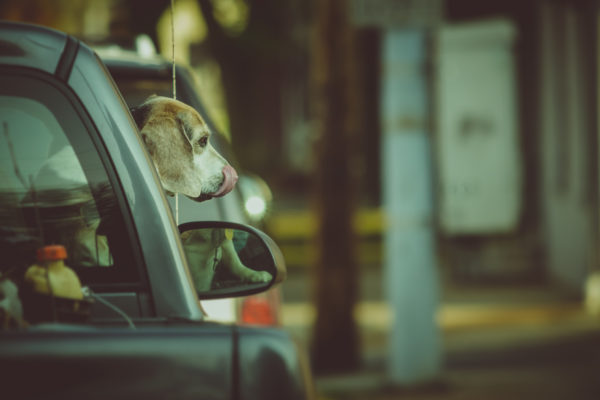 Dog and a window.